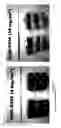 Fig. 06 - Modified release coated capsules