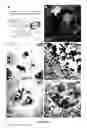 Fig. 11 - Disintegratable core/shell silica particles for encapsulating and releasing bioactive macromolecules