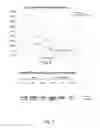 Fig. 07 - CDC7 kinase inhibitors and uses thereof