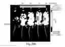 Fig. 24 - CDC7 kinase inhibitors and uses thereof