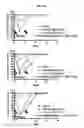 Fig. 33 - METHODS OF USING (+)-1,4-DIHYDRO-7-[(3S,4S)-3-METHOXY-4-(METHYLAMINO)-1-PYRROLIDINYL]-4-OXO-1-(2-THIAZOLYL)-1,8-NAPHTHYRIDINE-3-CARBOXYLIC ACID FOR TREATMENT OF CERTAIN HEMATOLOGIC DISORDERS