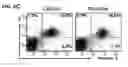 Fig. 09 - Nicotinic attenuation of CNS inflammation and autoimmunity