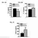 Fig. 11 - Nicotinic attenuation of CNS inflammation and autoimmunity