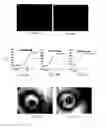 Fig. 06 - Anti-angiogenesis compound, intermediate and use thereof