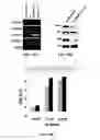 Fig. 35 - COMBINATION THERAPIES FOR HEMATOLOGIC MALIGNANCIES