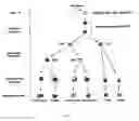 Fig. 02 - Transient Protection of Hematopoietic Stem and Progenitor Cells Against Ionizing Radiation