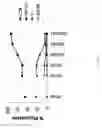 Fig. 03 - Transient Protection of Hematopoietic Stem and Progenitor Cells Against Ionizing Radiation