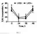 Fig. 11 - Transient Protection of Hematopoietic Stem and Progenitor Cells Against Ionizing Radiation