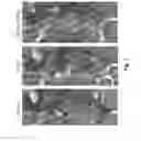 Fig. 08 - Inhibiting activity of senescent cells using a glucocorticoid