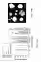 Fig. 16 - Nanoparticle formulations for delivering multiple therapeutic agents