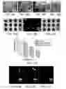 Fig. 19 - Nanoparticle formulations for delivering multiple therapeutic agents