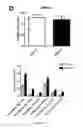 Fig. 08 - Composition comprising a combination of DNA methylation inhibitor and a vitamin D receptor agonist for the treatment of drug resistant cancer or for the prevention of tumor relapse
