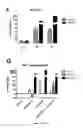 Fig. 18 - Composition comprising a combination of DNA methylation inhibitor and a vitamin D receptor agonist for the treatment of drug resistant cancer or for the prevention of tumor relapse