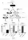 Fig. 23 - Composition comprising a combination of DNA methylation inhibitor and a vitamin D receptor agonist for the treatment of drug resistant cancer or for the prevention of tumor relapse