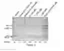 Fig. 07 - ARYLNAPHTHALENE LACTONE DERIVATIVES AND METHODS OF MAKING AND USING THEREOF