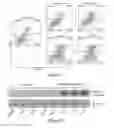 Fig. 08 - ARYLNAPHTHALENE LACTONE DERIVATIVES AND METHODS OF MAKING AND USING THEREOF