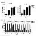 Fig. 05 - Macrocyclic lactones and uses thereof as modulators of purinergic receptors