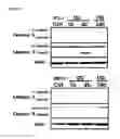 Fig. 07 - Macrocyclic lactones and uses thereof as modulators of purinergic receptors