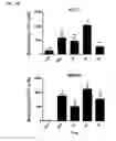 Fig. 11 - Macrocyclic lactones and uses thereof as modulators of purinergic receptors
