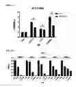 Fig. 16 - Macrocyclic lactones and uses thereof as modulators of purinergic receptors