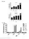 Fig. 20 - Macrocyclic lactones and uses thereof as modulators of purinergic receptors