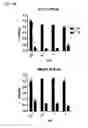 Fig. 34 - Macrocyclic lactones and uses thereof as modulators of purinergic receptors