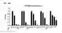 Fig. 37 - Macrocyclic lactones and uses thereof as modulators of purinergic receptors