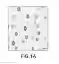 Fig. 02 - THERAPEUTIC NANOPARTICLES AND METHODS THEREOF