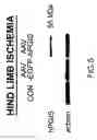 Fig. 06 - METHOD FOR INDUCING PRODUCTION OF VASCULAR ENDOTHELIAL GROWTH FACTOR