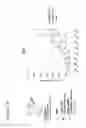 Fig. 28 - Targeted adenoviruses and methods of making, isolating, and using