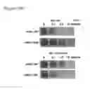 Fig. 41 - Targeted adenoviruses and methods of making, isolating, and using