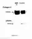 Fig. 28 - Composition and method for the treatment or prevention of spinal disorders