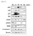 Fig. 03 - METHOD OF EXPANDING NK CELL AND COMPOSITION FOR CULTURING