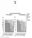 Fig. 32 - Ph-sensitive and bioreducible polymer-virus complex for cancer treatment