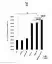 Fig. 44 - Ph-sensitive and bioreducible polymer-virus complex for cancer treatment