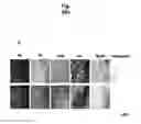 Fig. 46 - Ph-sensitive and bioreducible polymer-virus complex for cancer treatment