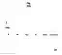 Fig. 47 - Ph-sensitive and bioreducible polymer-virus complex for cancer treatment