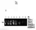 Fig. 52 - Ph-sensitive and bioreducible polymer-virus complex for cancer treatment