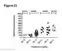 Fig. 24 - Liver-specific constructs, factor VIII expression cassettes and methods of use thereof