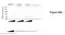 Fig. 43 - Liver-specific constructs, factor VIII expression cassettes and methods of use thereof