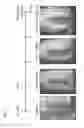 Fig. 14 - Targeted Therapeutics