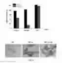 Fig. 05 - Enzymatically responsive magnetic particles and their use