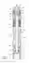 Fig. 01 - Pen-shaped torsion spring driven injection device