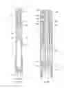 Fig. 06 - Pen-shaped torsion spring driven injection device