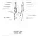 Fig. 15 - Transvascular nerve stimulation apparatus and methods
