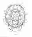 Fig. 09 - LACROSSE HELMET