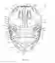 Fig. 31 - LACROSSE HELMET