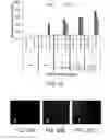 Fig. 17 - Systems and methods of preparing stabilized lipid assemblies