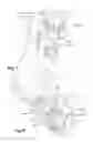 Fig. 04 - Adapter for a motor vehicle windscreen wiper