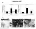 Fig. 16 - PPAR MODULATORS